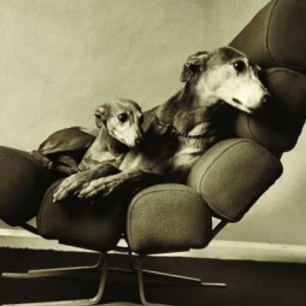 Čestitka - Dogs In A Chair